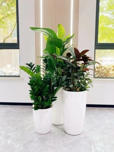 惊！宁波海曙绿植租赁价格如此实惠！